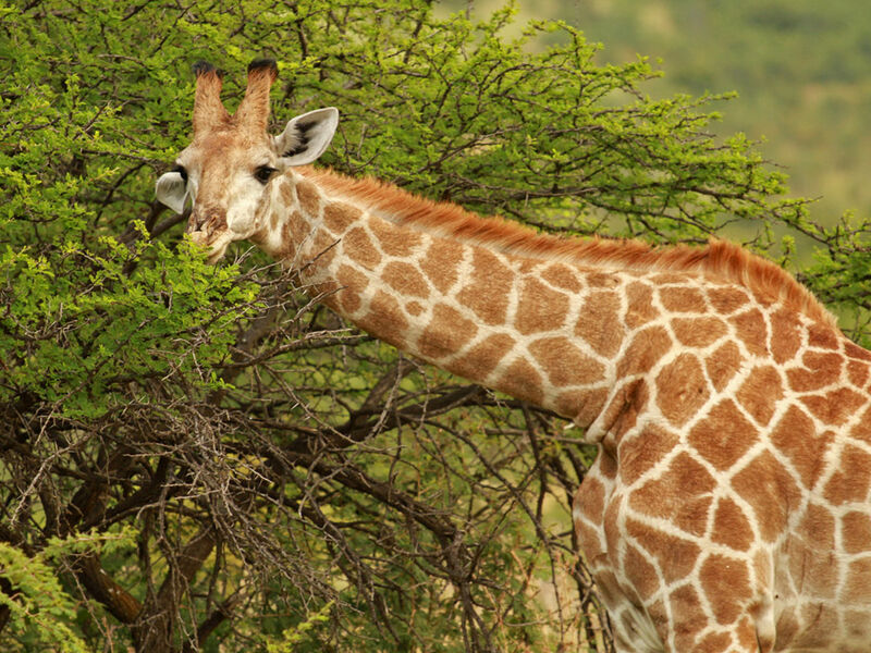 Görkemli Güney Afrika ve Safari 7 Gece - THY ile 17 Ocak (Sömestr Özel) (JNB - CPT) AT1121
