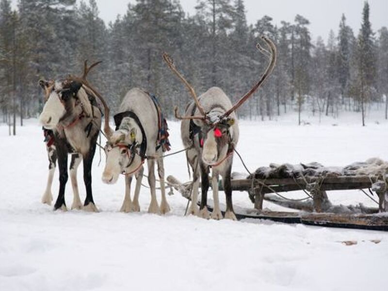 ARCTIC EXPRESS İLE RUSYA-MURMANSK KUZEY IŞIKLARI AVI MACERASI 9 GECE 
