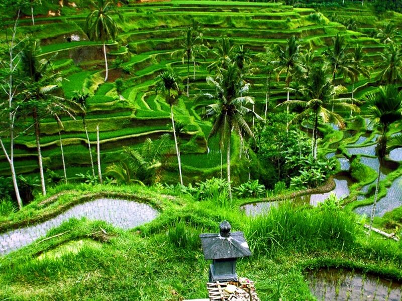 Görkemli Tropikal Ada Bali Turu Singapur Havayolları ile 5 Gece 8 Gün (2026 Kış Dönemi) ATS001