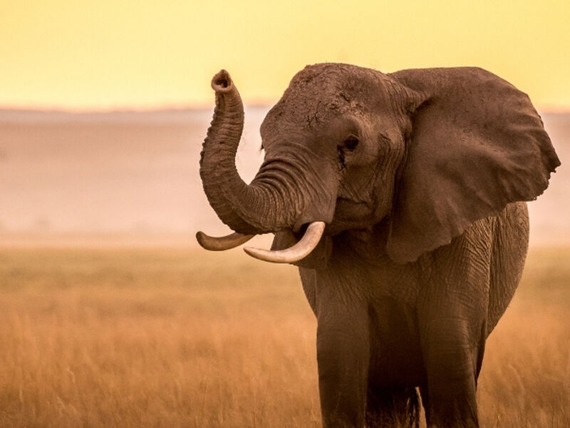 Büyük Afrika 4 Ülke Turu Türk Havayolları İle 11 Gece 12 Gün EJ001 