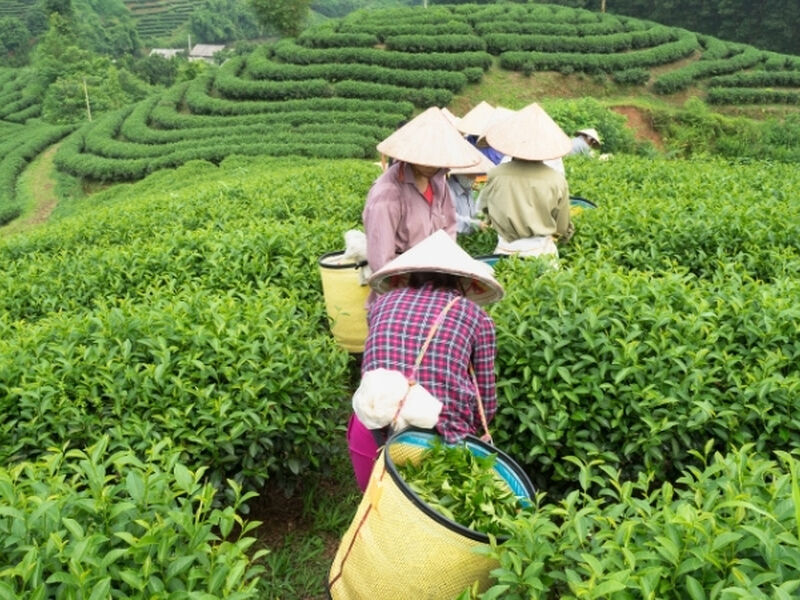 Mavi Ejderha, Khmer ve Siam “Vietnam, Kamboçya, Tayland” THY ile 10 gece (SGN-BKK)