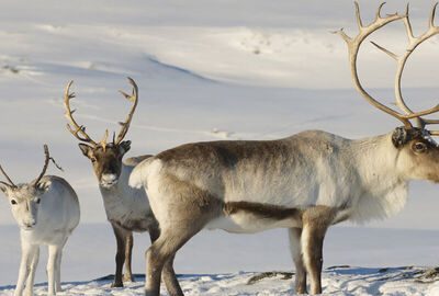 Comfort Lapland Turu Türk Hava Yolları ile 3 Gece (RVN-RVN) 2026 Dönemi