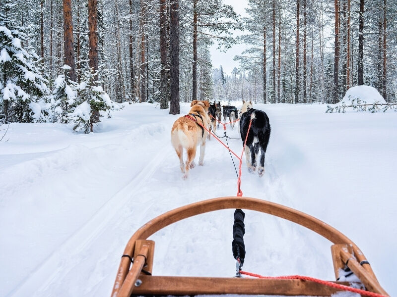 Comfort Lapland Turu