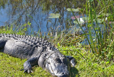 Miami  Serüveni Turu THY ile