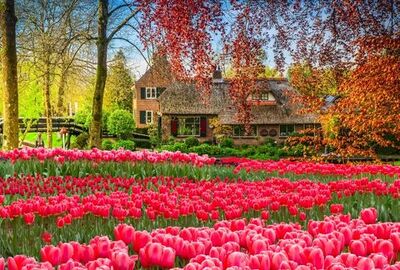 Amsterdam THY ile 3 Gece 4 Gün AMS-AMS FL001