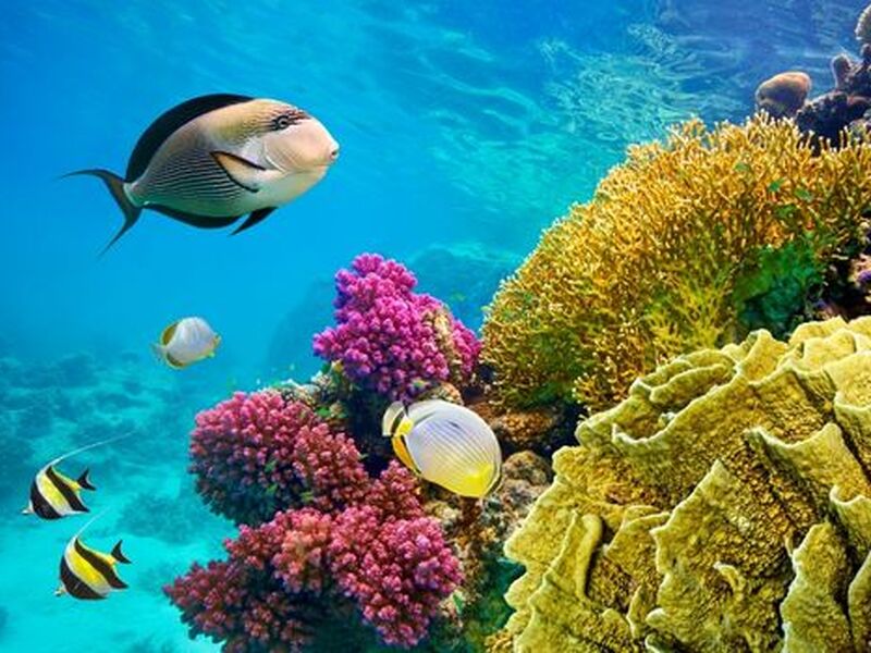 Ankara Çıkışlı Kahire Sharm El Sheikh Turu 6 Gece 8 Gün Kahire Şehir Gezisi Dahil