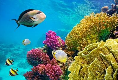 Ankara Çıkışlı Kahire Sharm El Sheikh Turu Ajet Havayolları ile 7 Gece Kahire Şehir Gezisi Dahil